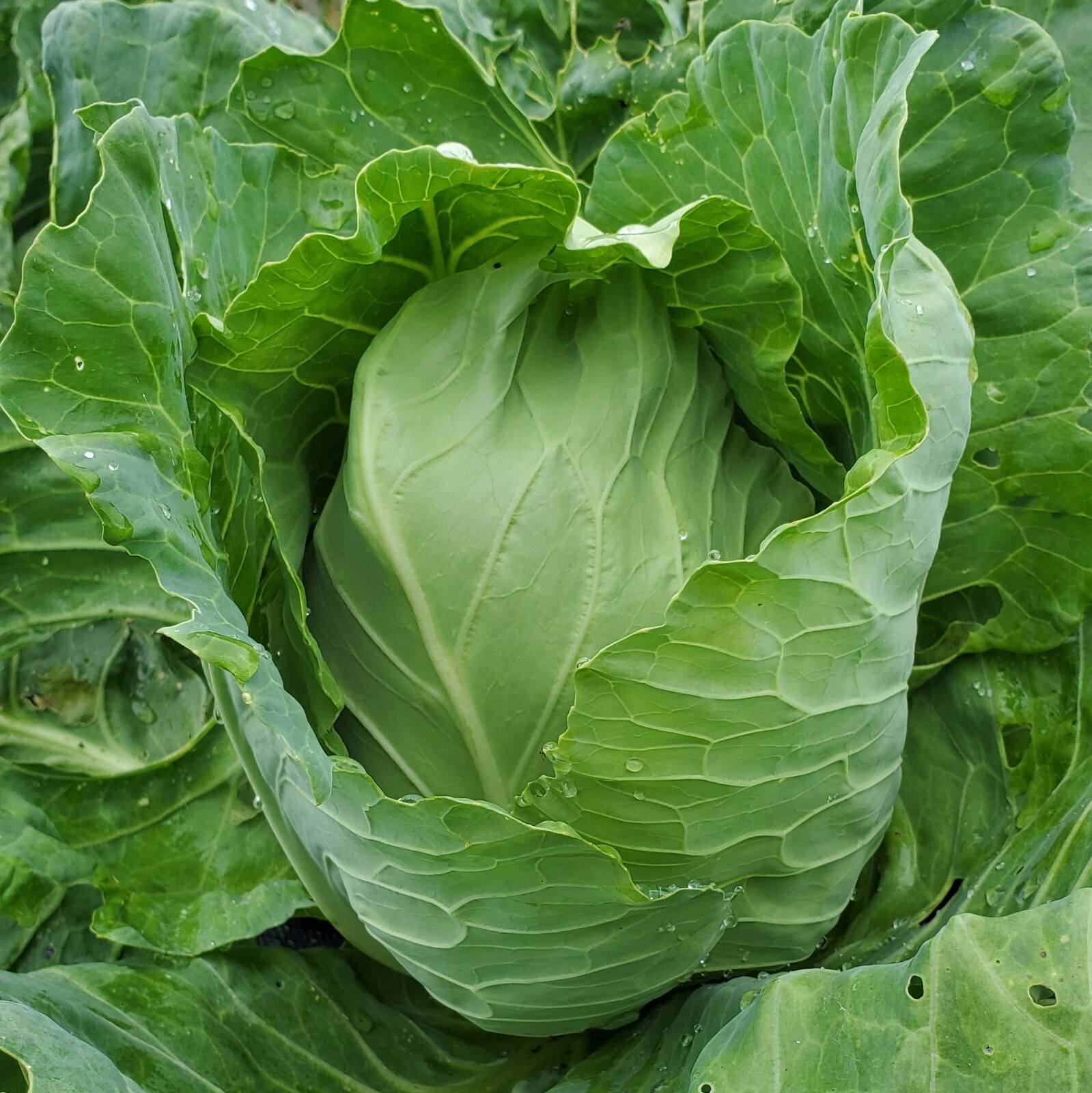 Early Jersy Wakefield Cabbage Seeds, NON-GMO, Variety Sizes, FREE SHIPPING