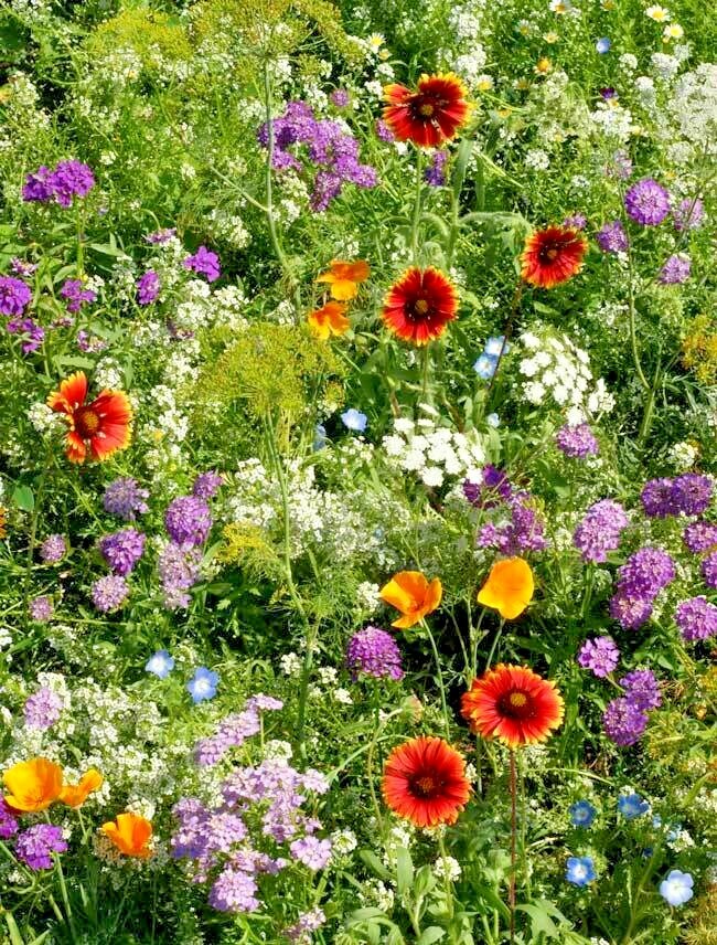 2001+BENEFICIAL INSECT Native Wildflower Mix Seed 7 Different Annual Perennial