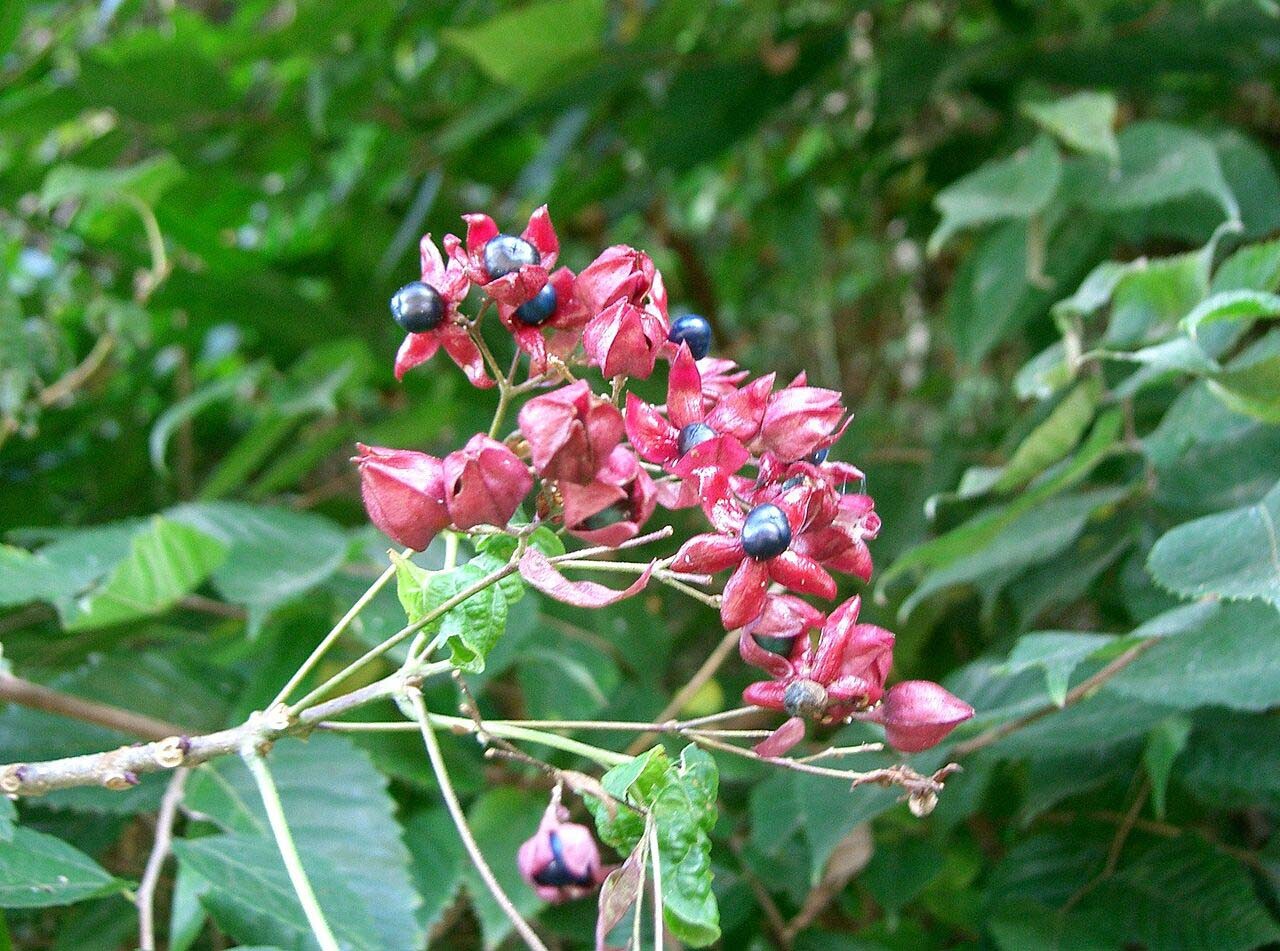 Harlequin Glorybower, Clerodendron trichotomum, Tree Seeds