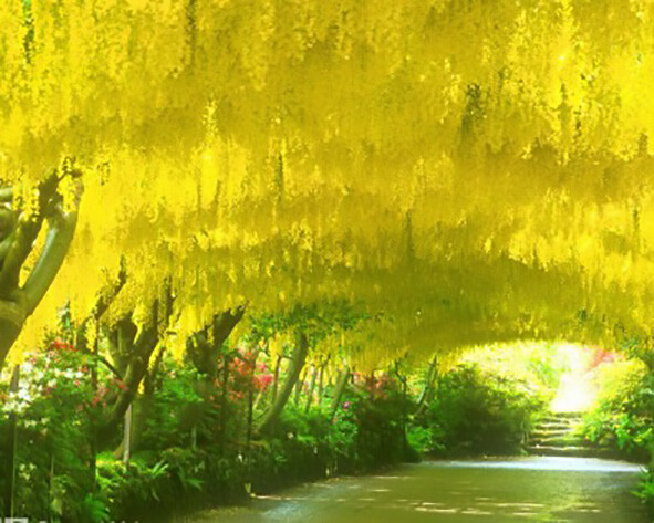 Lovely Golden Chain Tree, Laburnum anagyroides, Seeds (Showy, Hedge, Pergola)
