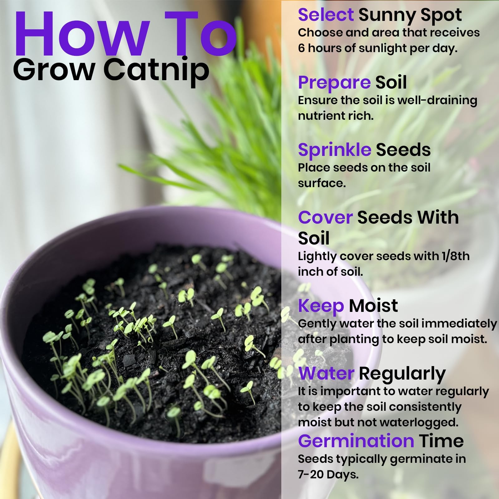 NatureZ Edge Cat Grass Seeds & Catnip Seeds – 3 Pack Variety Kit, Cat Grass f…