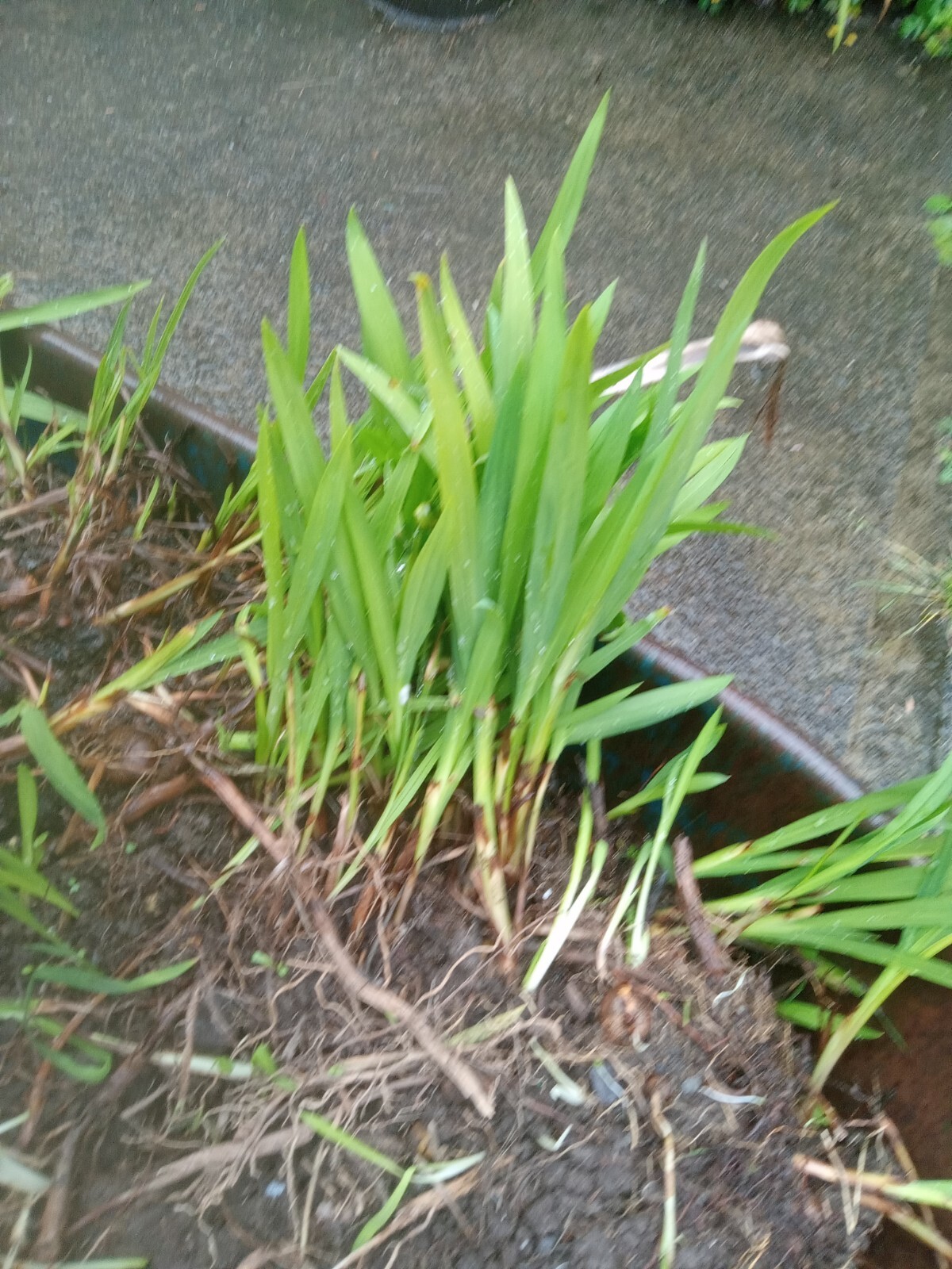 CROCOSMIA Red Lucifer(4′) and Shorter Type(2′) Plant Freshly Sprouting