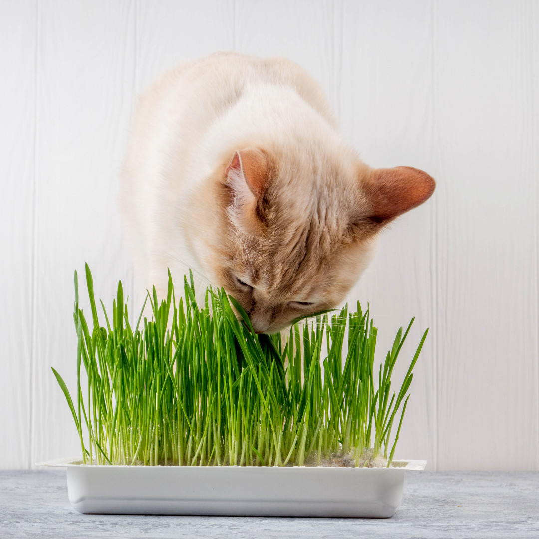 Fresh Cat Grass Seeds | Wheatgrass | Cats | Health | Heirloom Non-GMO | Pets