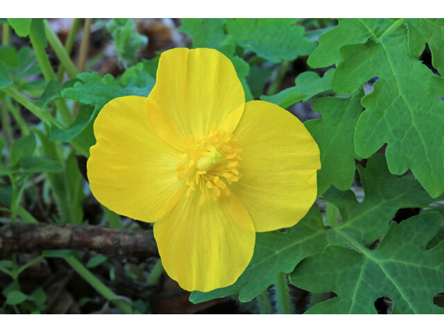 CELANDINE POPPY 20 bulb (Stylophorum eiphyllym