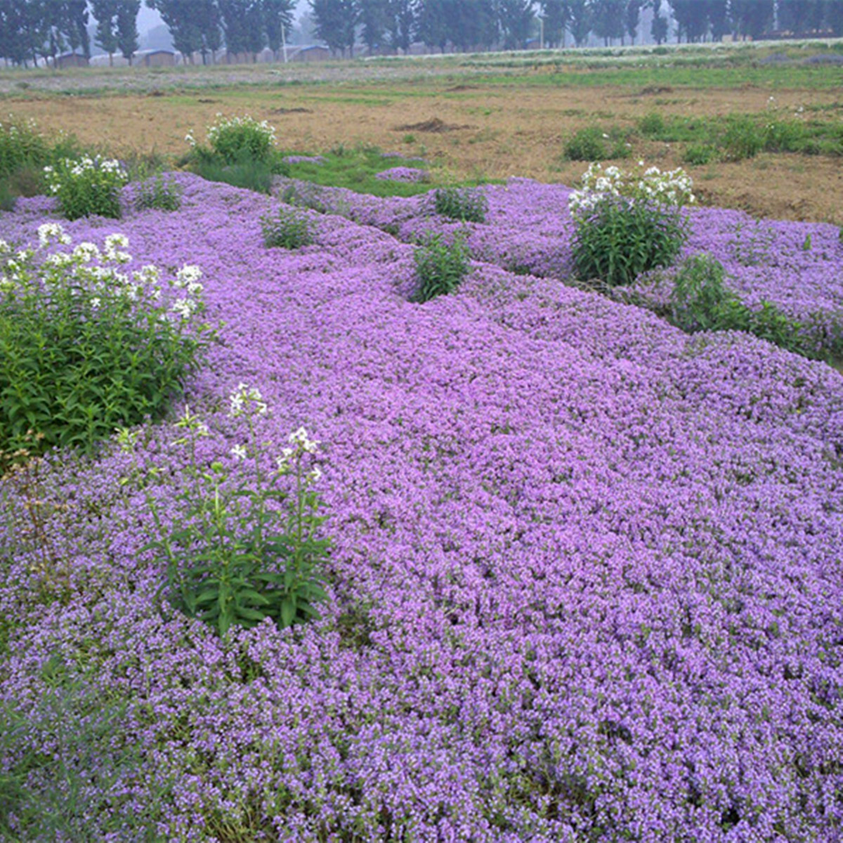 10,000 Creeping THYME Herb Thymus Serpyllum Groundcover Heirloom Flower Seeds 2g
