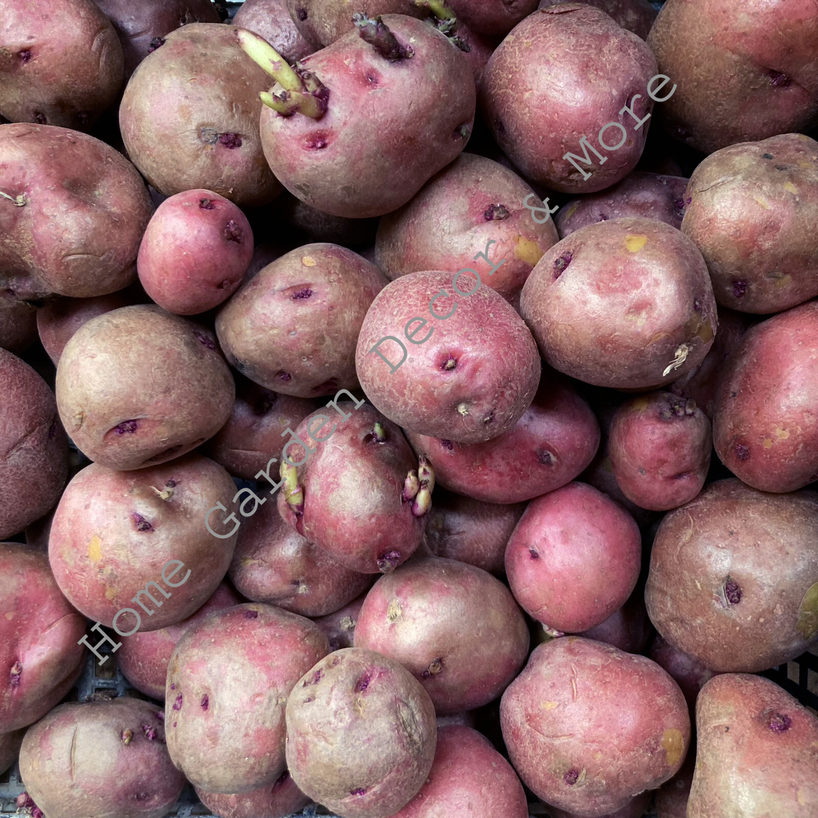 10 RED IDAHO Seed POTATOES Bulbs Tuber Spud Plant Organic READY TO GROW