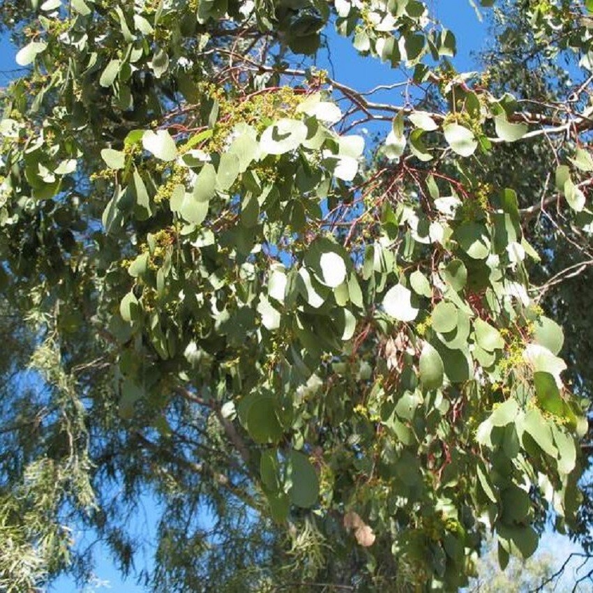Bimble Box Eucalyptus Seeds 25 Tree Seeds