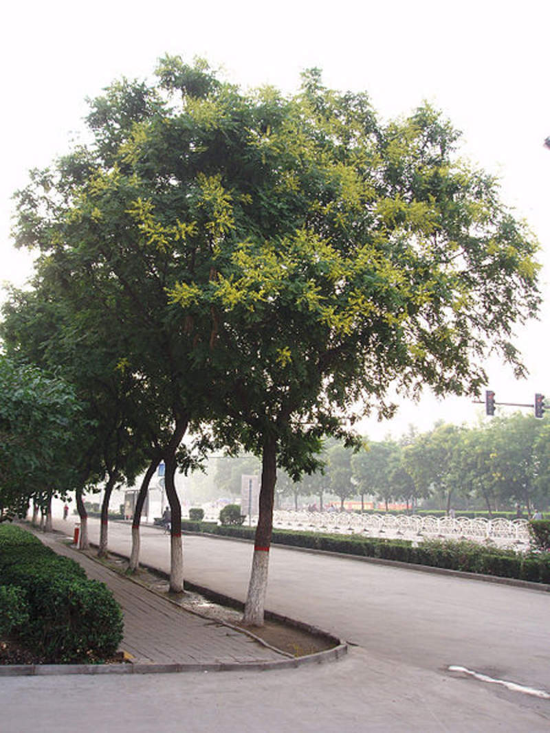 1-1000 PCS Golden Rain Tree Seeds Pride India Varnish Koelreuteria Flower 0138