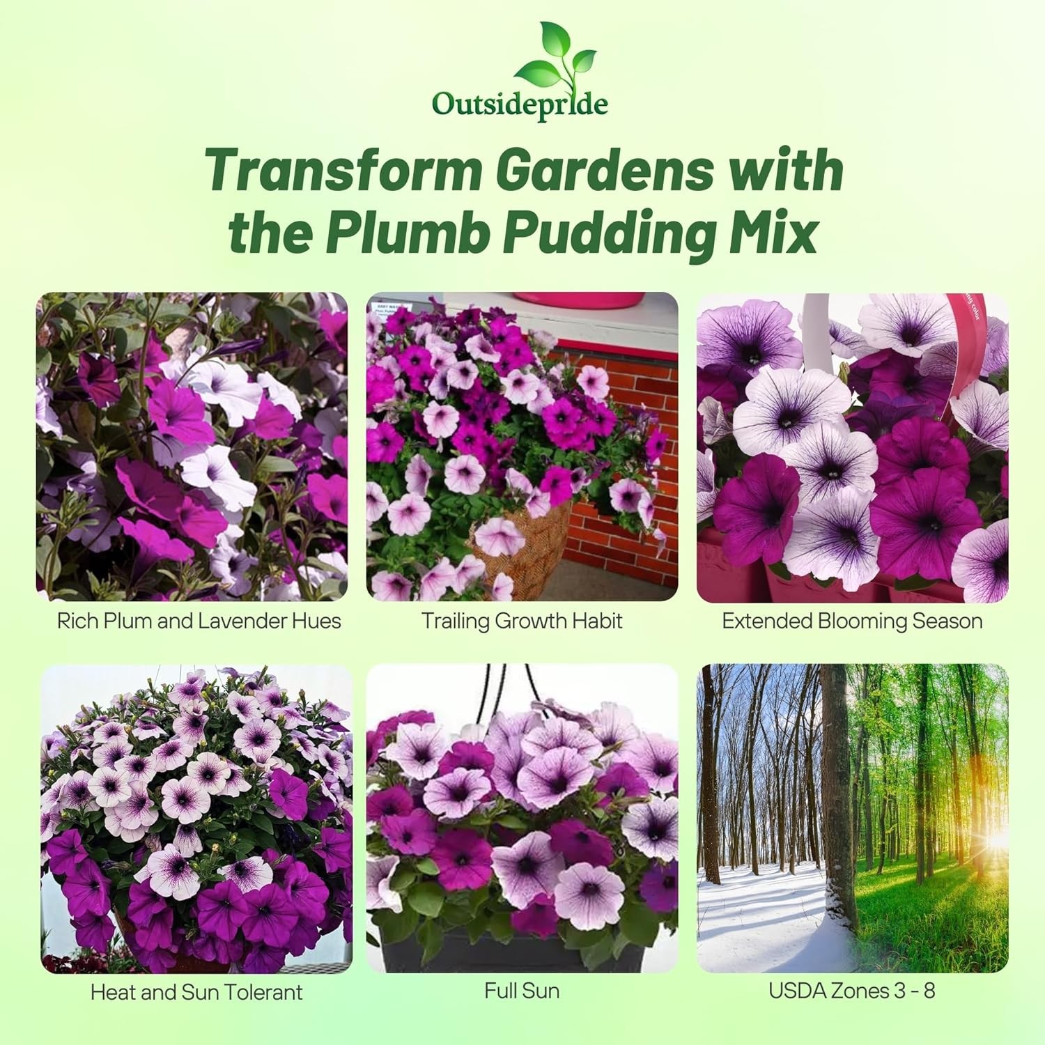 15 Seeds Easy Wave Spreading Petunia Plumb Pudding Flower Seed Mix