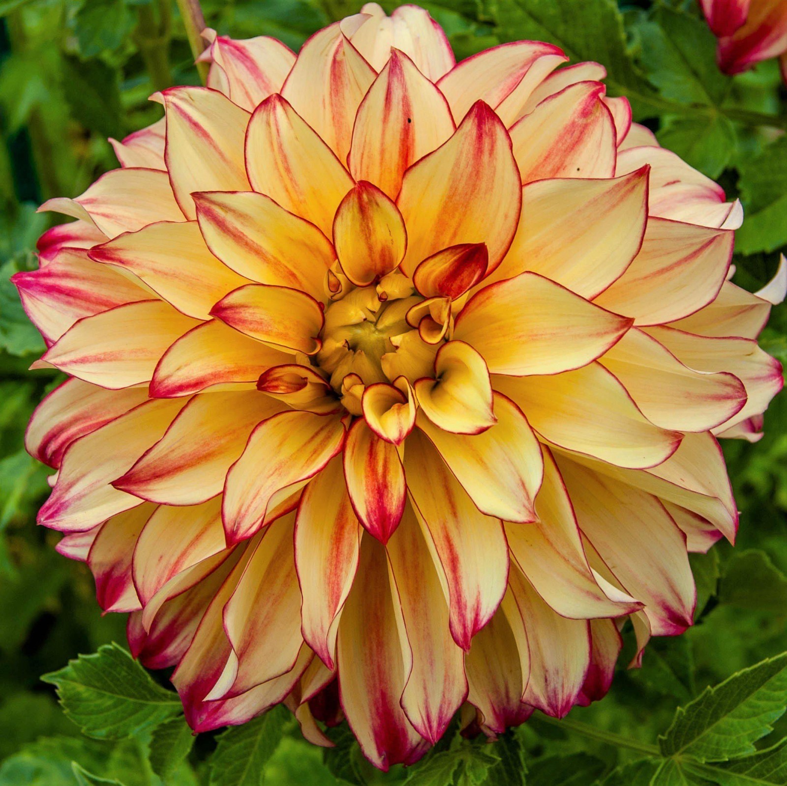 3 “Lady Darlene” Dinnerplate Dahlia – Large Tubers – US Seller