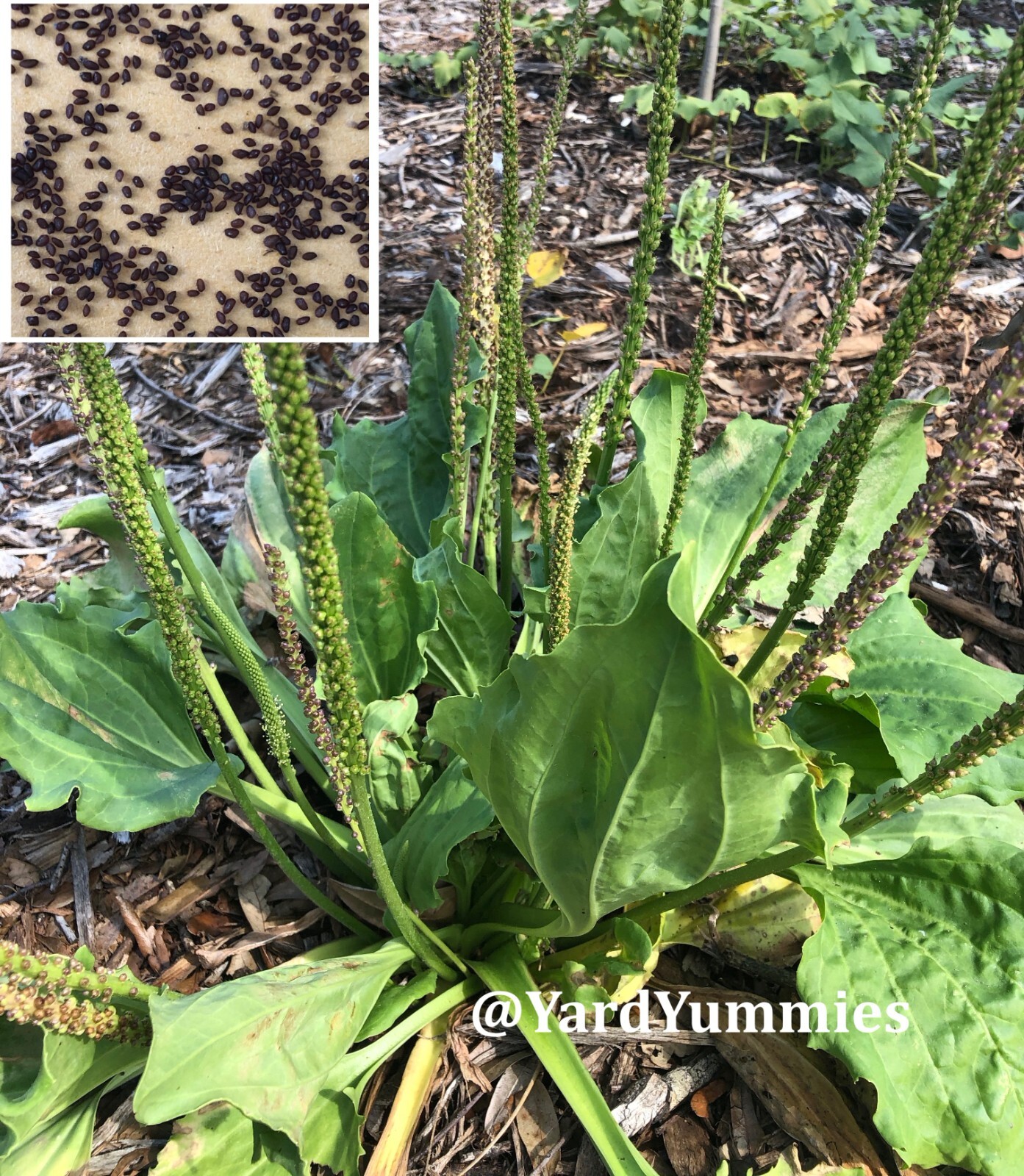 Broadleaf Plantain 200 SEEDS – Plantago Major Common Plantain- Perennial Herb