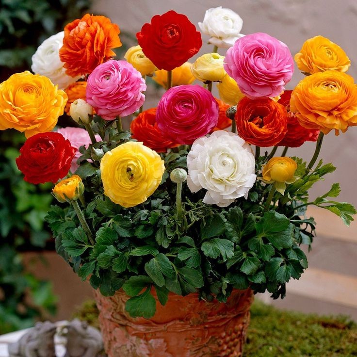10 Mixed Ranunculus Bulbs (‘Claws’) Zone 8-10
