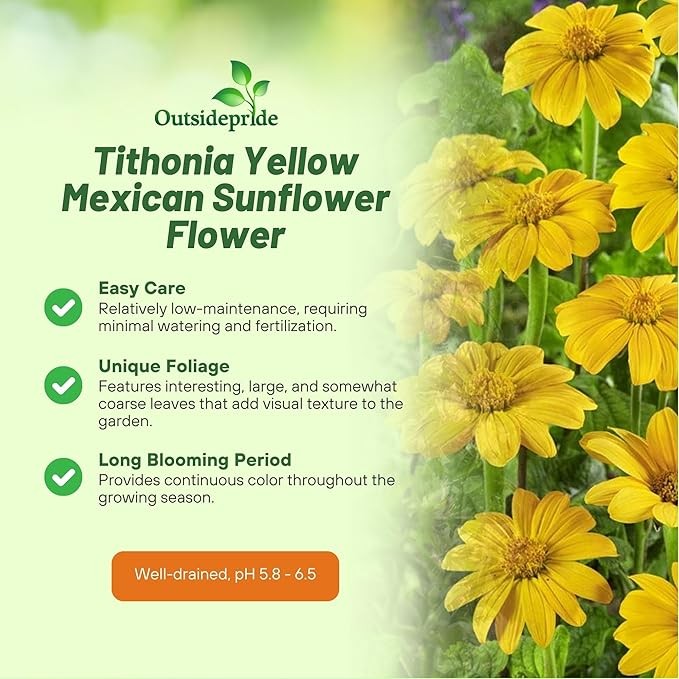 Mexican Sunflower Seeds Yellow Torch