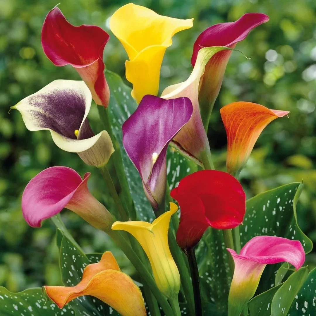 6 Calla Lily Flower Bulbs Mix Black Red Purple Pink White Yellow Flowers Plants