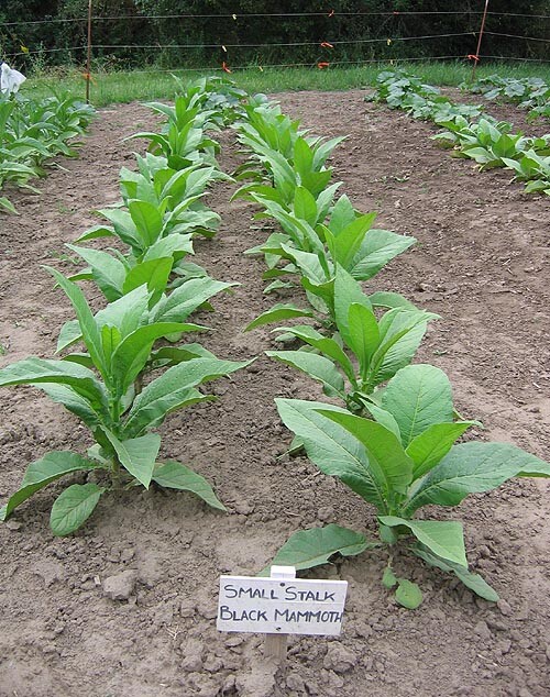 1000 Black Mammoth Tobacco Seeds ~ Heirloom Nicotiana Tabacum ~ Pipe and Snuff