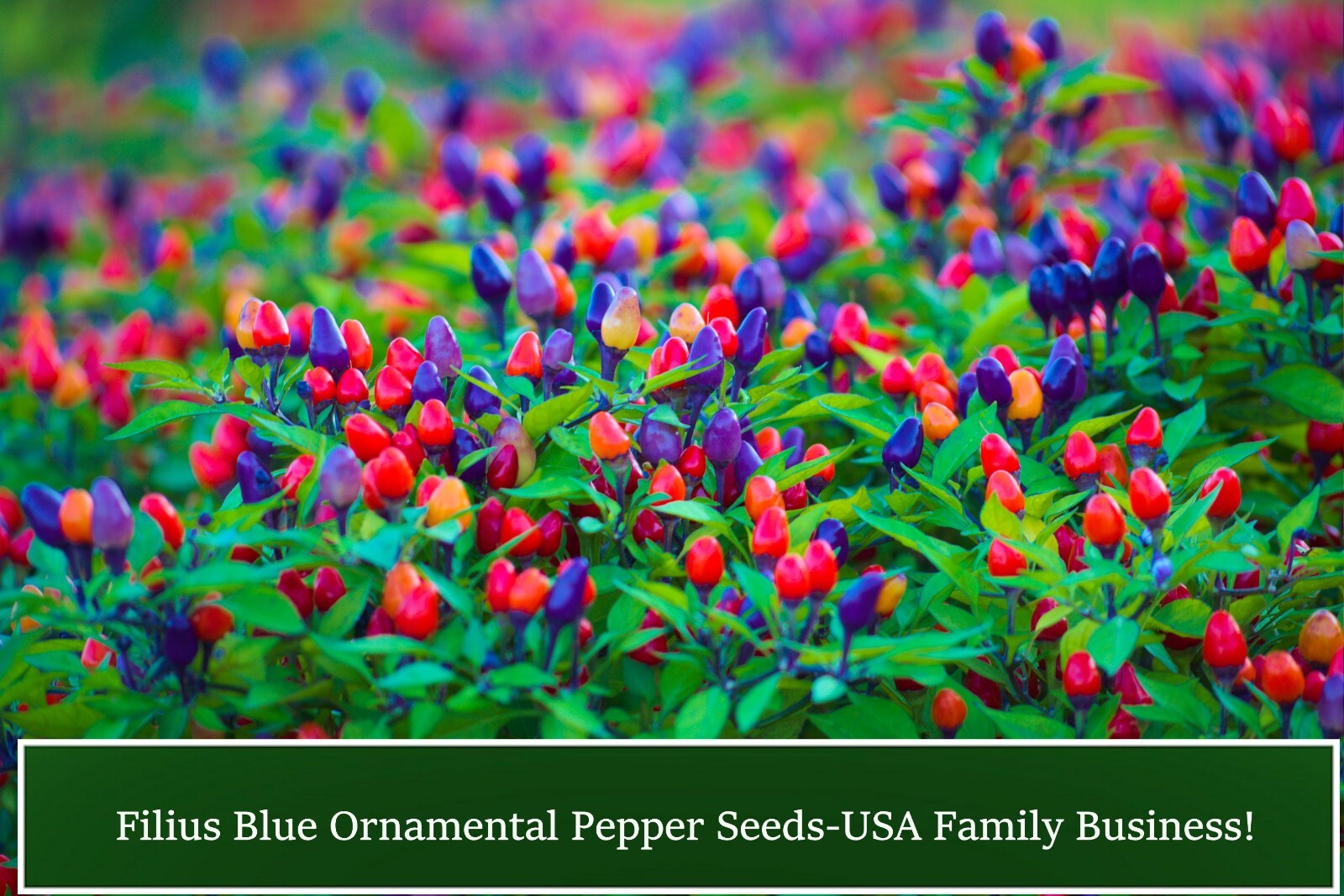 Filius Blue Pepper – 10 Seeds! Heirloom All Natural Rainbow Colored Fruit