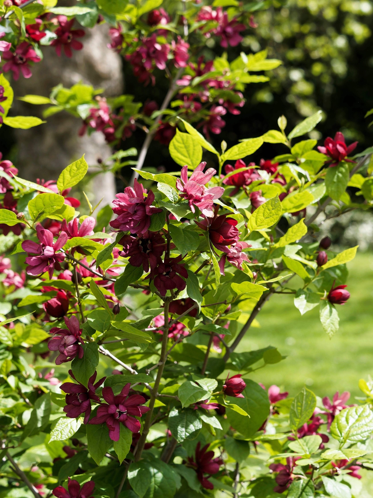 10 SWEETSHRUB Carolina Allspice Fragrant Calycanthus Floridus Shrub Flower Seeds