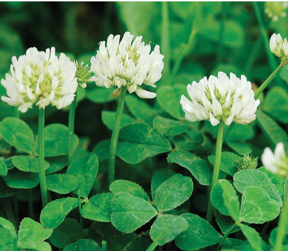 2 lbs Dutch White Clover Seed Coated and inoculated