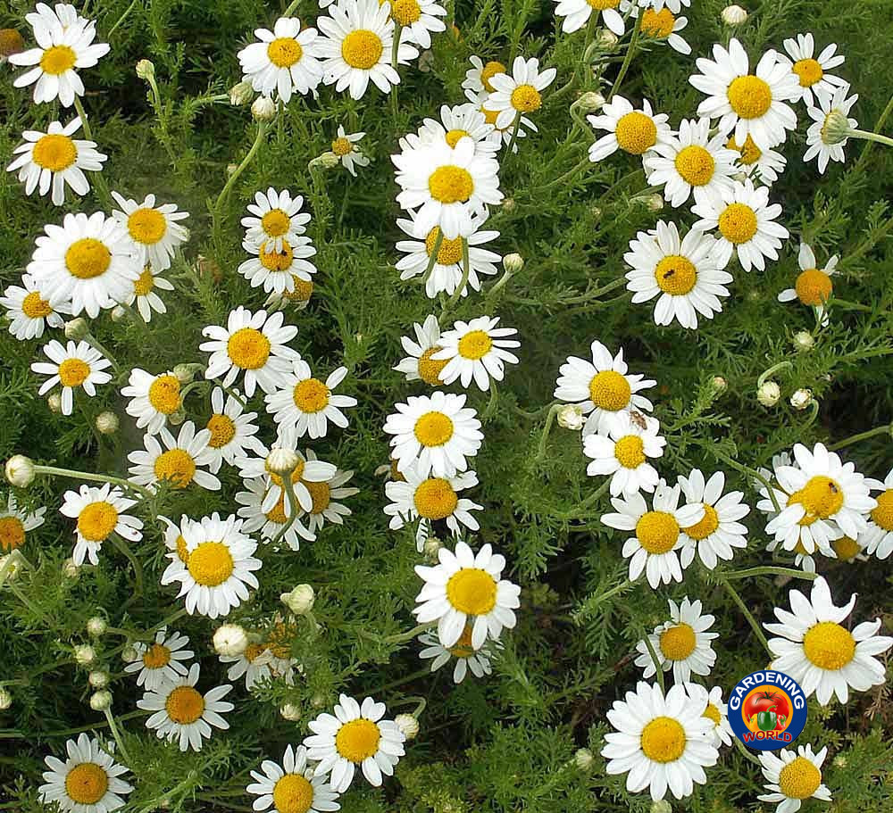 2000 ROMAN CHAMOMILE Herb Seeds Flower Anthemis nobilis