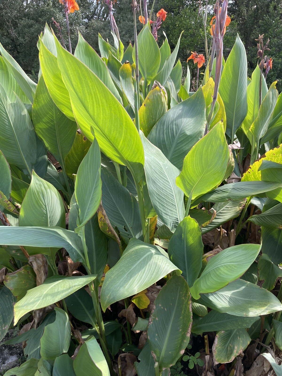 Canna Lilly Bulbs (3 Count) Orange Grows 6 feet tall