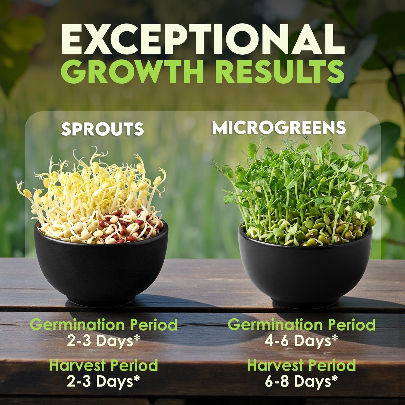Organic 3-Bean Seed Mix for Planting – Non-GMO Microgreen Sprout Seeds 16 Oz