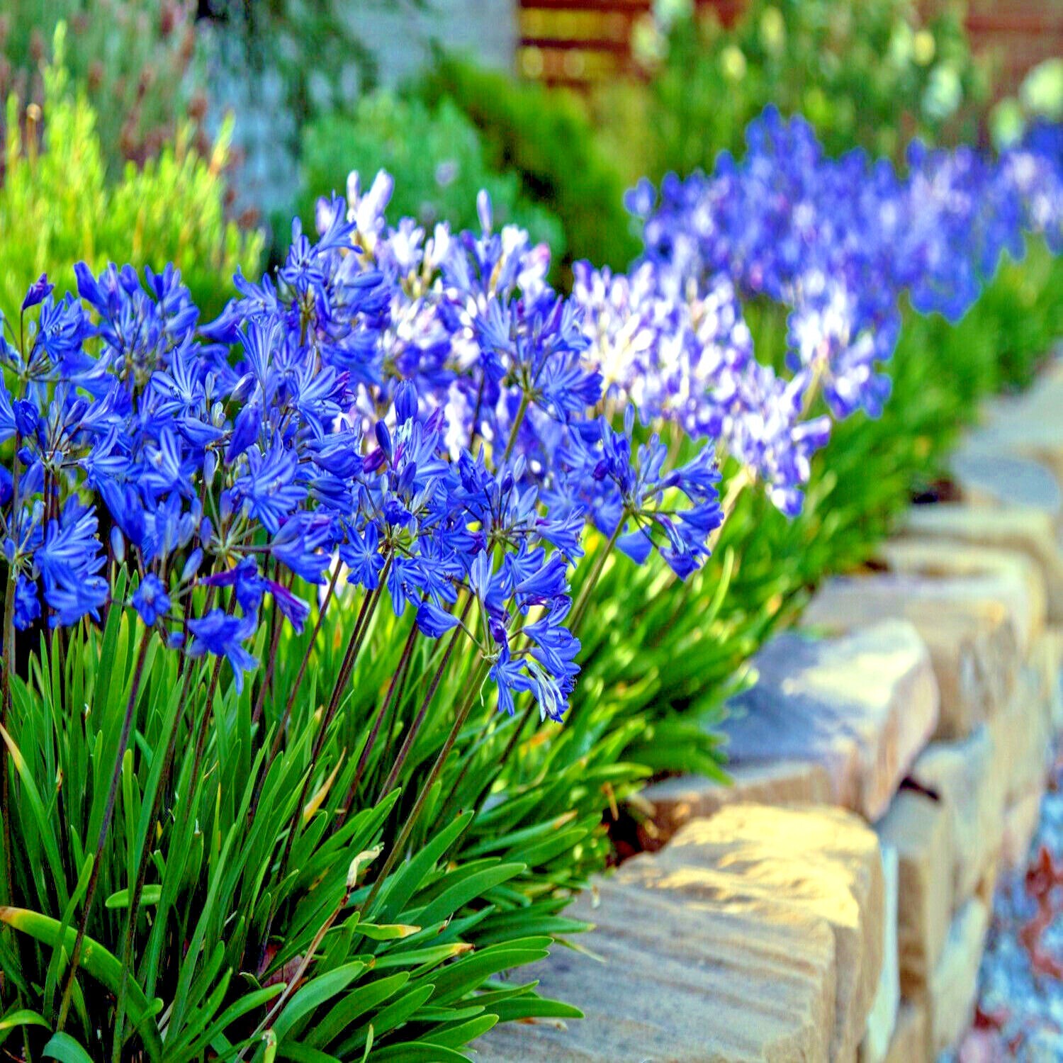 25 Dwarf Blue Lily of The Nile Flower Seeds Agapanthus “Peter Pan” House Plant