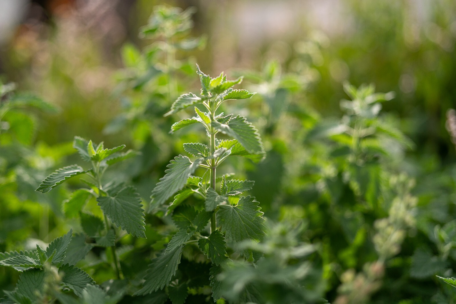 Catnip Seeds for Cats: USDA Organic Non-GMO Seed Packet Catwort Cat Nip, Catmint