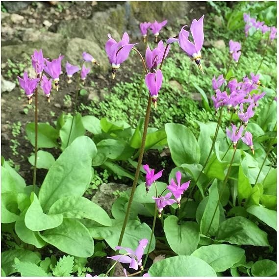 50+Midland Shooting Star Wildflower seeds Native American Cowslip Bird Bills USA