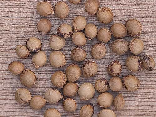 10+ BLACK /RAINIER CHERRY SEEDS | SWEET EDIBLE FRUIT | USA Native Tree
