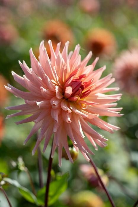 1- Preference Cactus Dahlia Flower Bulb Tuber