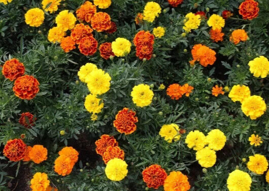 300+ FRENCH SPARKY Dwarf Marigold Mix~Orange, Yellow, Red Non-GMO Heirloom Seeds