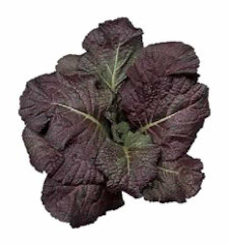1500 Red Giant Mustard Seeds Brassica juncea Non-GMO Heirloom USA Seller
