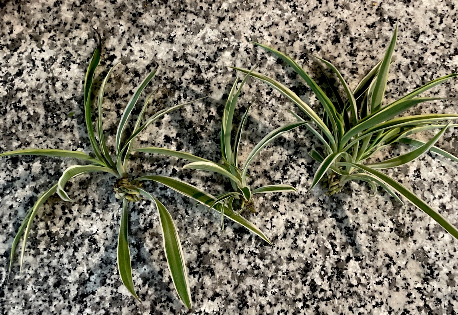 3 Spider Plants Cut Rooted Live Plants – Indoor Air Purifying Houseplants