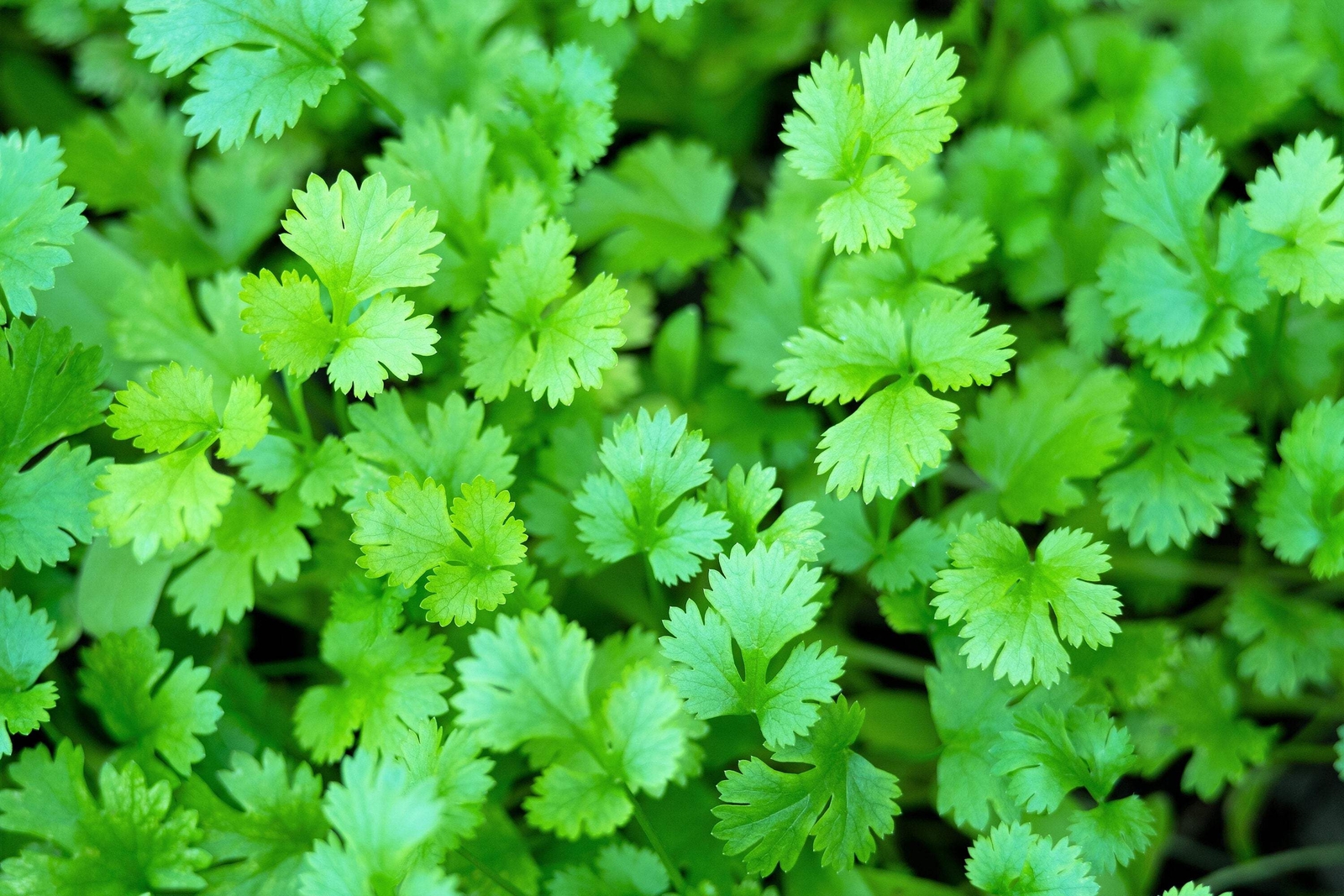 25 Organic DWARF LEMON CILANTRO Coriander Spice Coriandrum Sativum Herb Seeds
