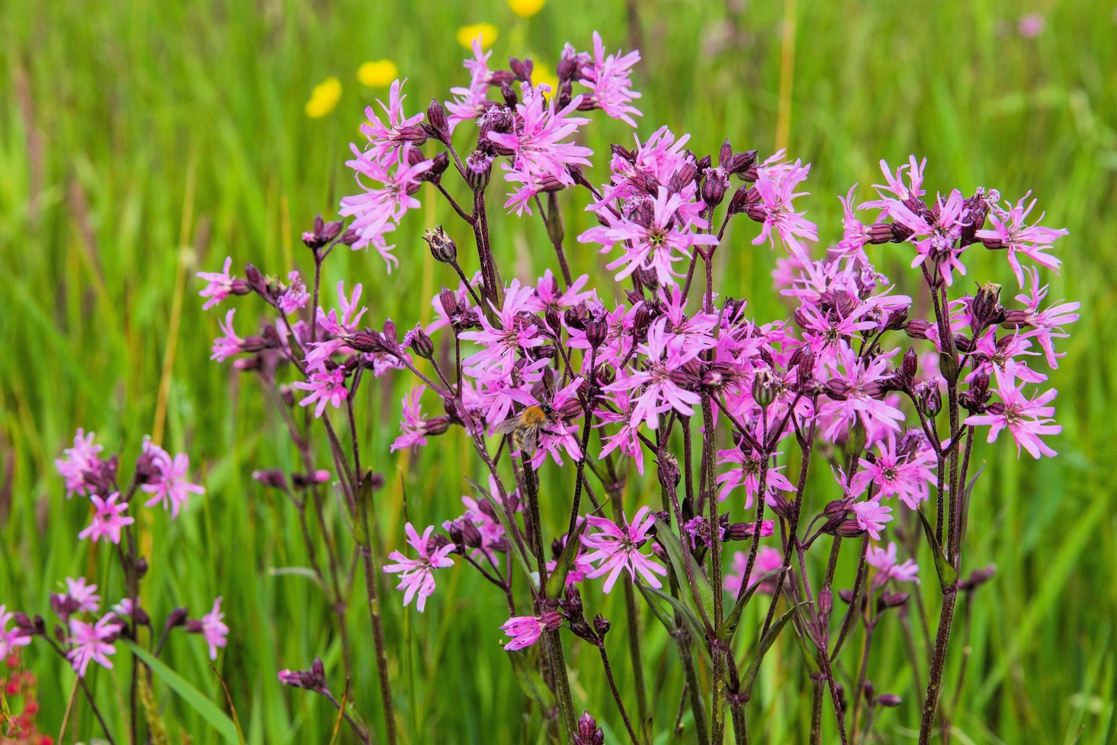 100 RAGGED ROBIN Pink Purplish Lychnis Flos Cuculi Pink Flower Seeds *Flat S/H