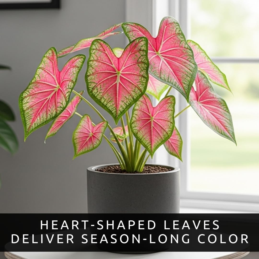 Vibrant Pink & Green Caladium Bulbs – Perfect for Shades, 6 Easy-Grow Bulbs