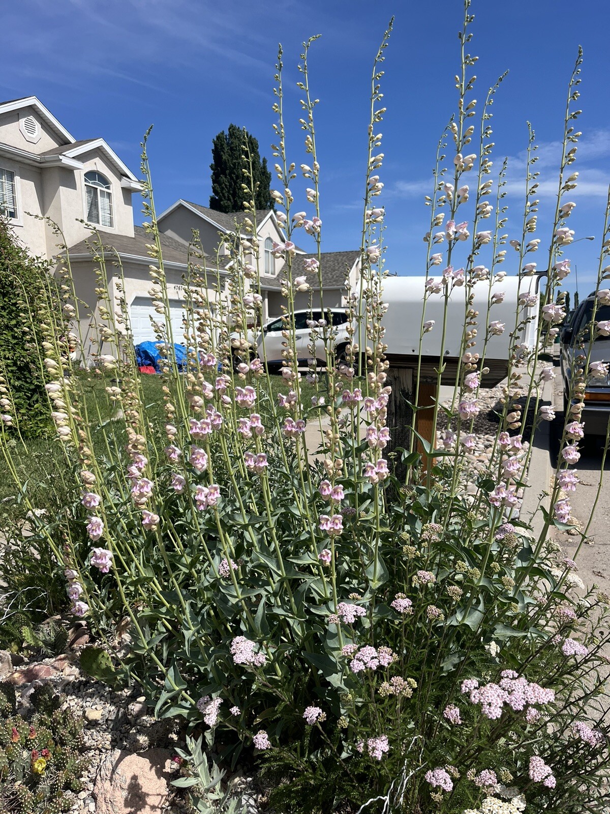 PE02: Palmer’s Penstemon Seed ~1000 Ct Cold Hardy Wildflower Penstemon palmeri
