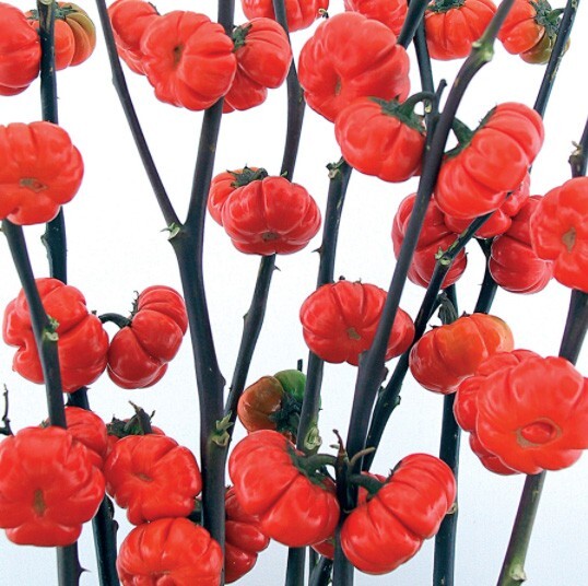 40 Seeds Pumpkin-on-a-Stick Decorative Halloween Eggplant Solanum integrifolium