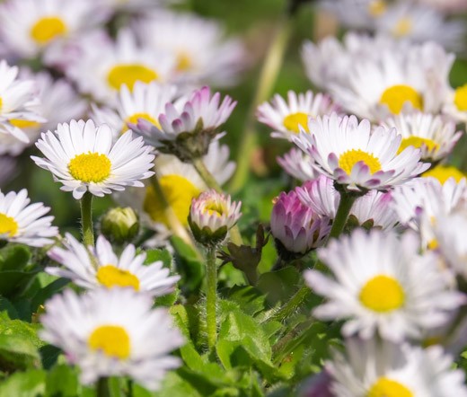 DAISY MOUNT ATLAS SPING CARPET Anacyclus Depressus – 100 Bulk Seeds