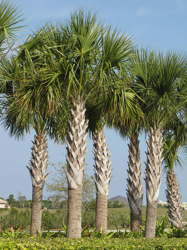 Sabal Palm Tree, Cabbage Palm, Texas Sabal palmetto Palm, 10 Fresh Seeds (01)