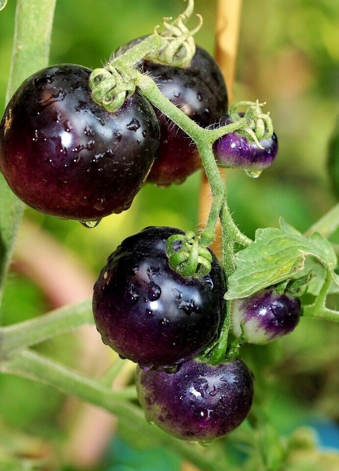 240+ EUROPEAN BLACK CHERRY TOMATO SEEDS – SWEET – HEIRLOOM -NON GMO – RARE
