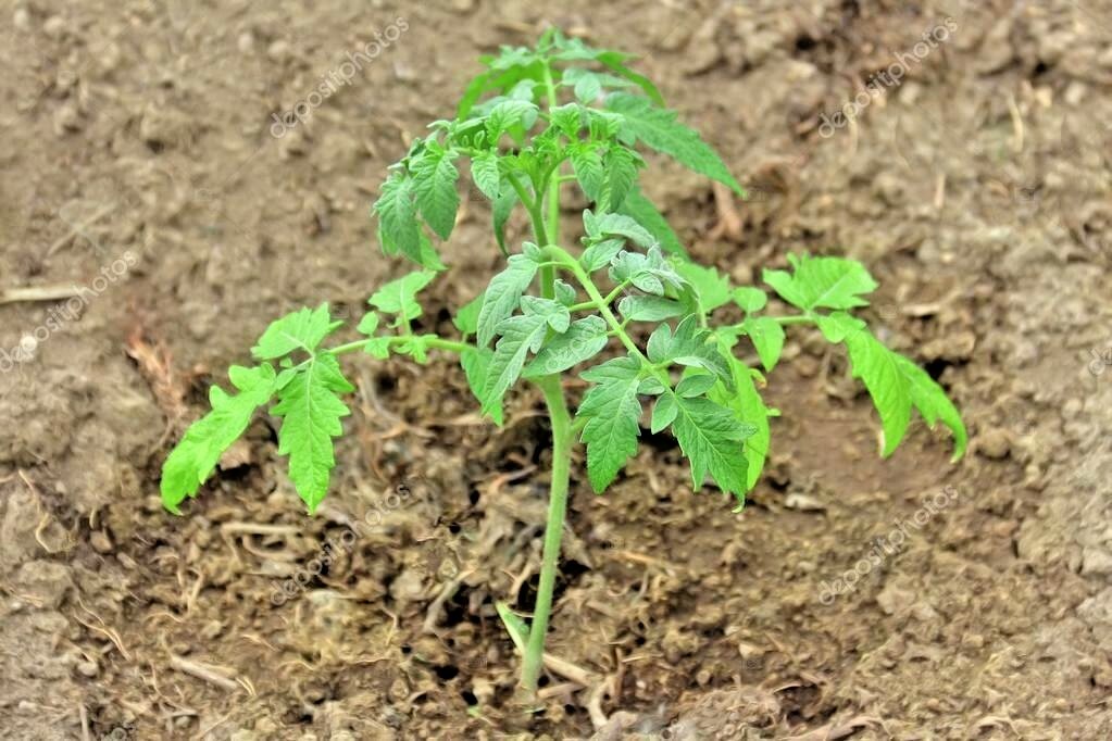 150+BEEFSTEAK TOMATO Seeds Organic Native Vegetable Summer Garden Container Easy