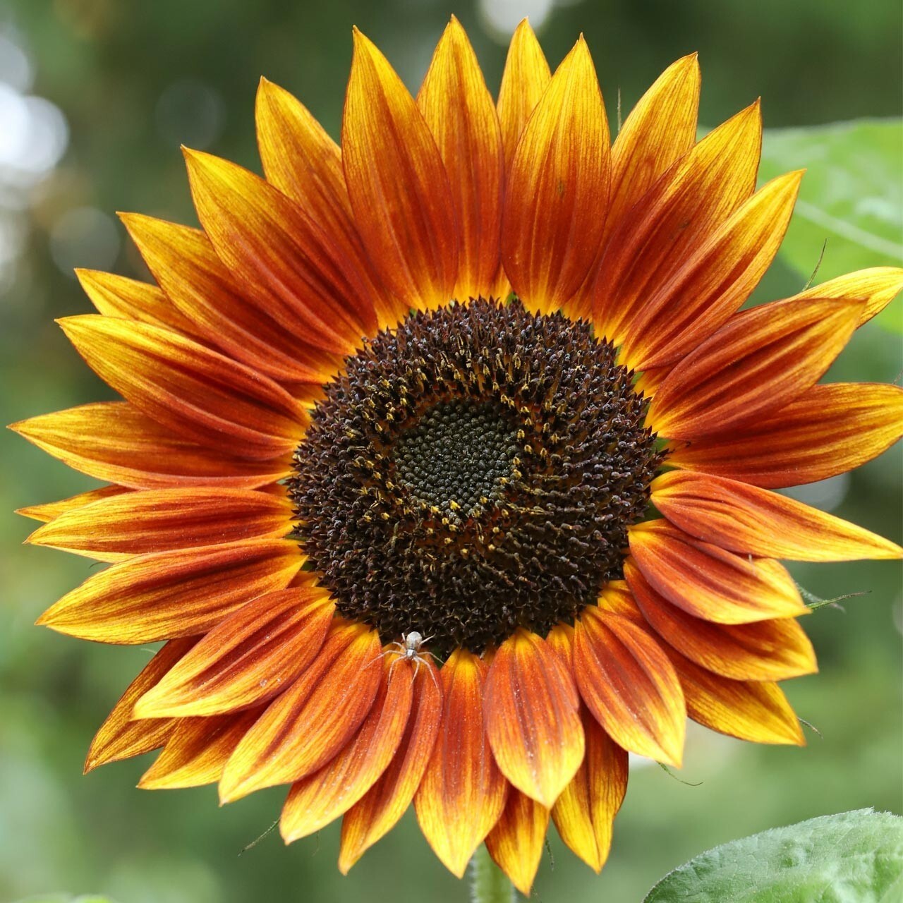 Autumn Beauty Sunflower Seeds 10+