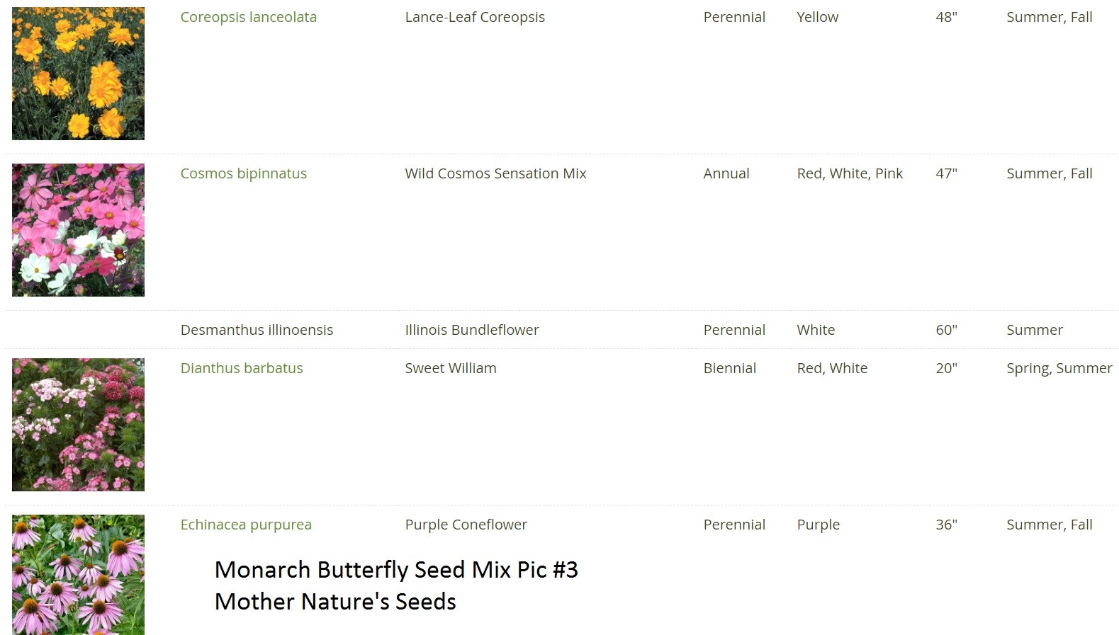 Wildflower Mix MONARCH BUTTERFLY 27 Heirloom Flower Species w/Milkweed 500 Seeds