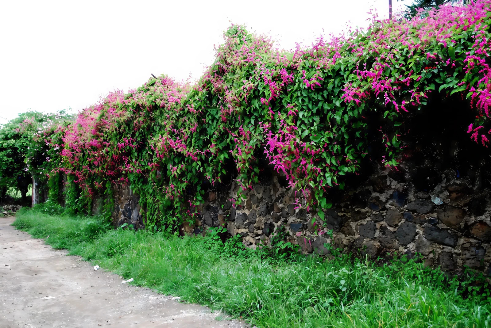 CORAL VINE SEEDS (Antigonon Leptopus) Mexican Creeper Chain of Love Pink Flower