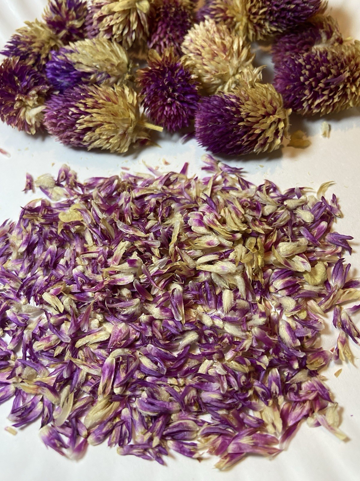 Globe Amaranth / Gomphrena / Purple – 30 Seeds / FREE Shipping
