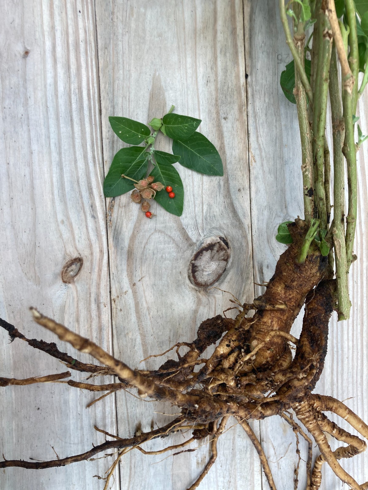 Ashwagandha (Withania somnifera) SEEDS, organic FL Adapted (25 SEEDS)