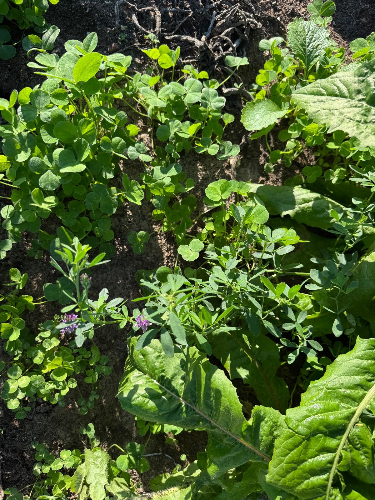Best Garden Cover Crop Mix for Soil Health Nitrogen fixing Root Detox 4#
