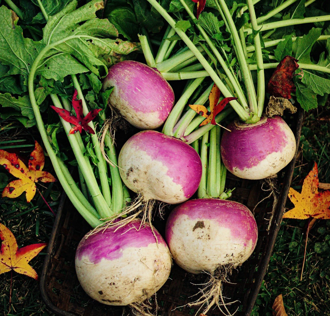 Turnip Seeds, Purple Top White Globe (Brassica rapa) – 500 Seeds | Heirloom USA