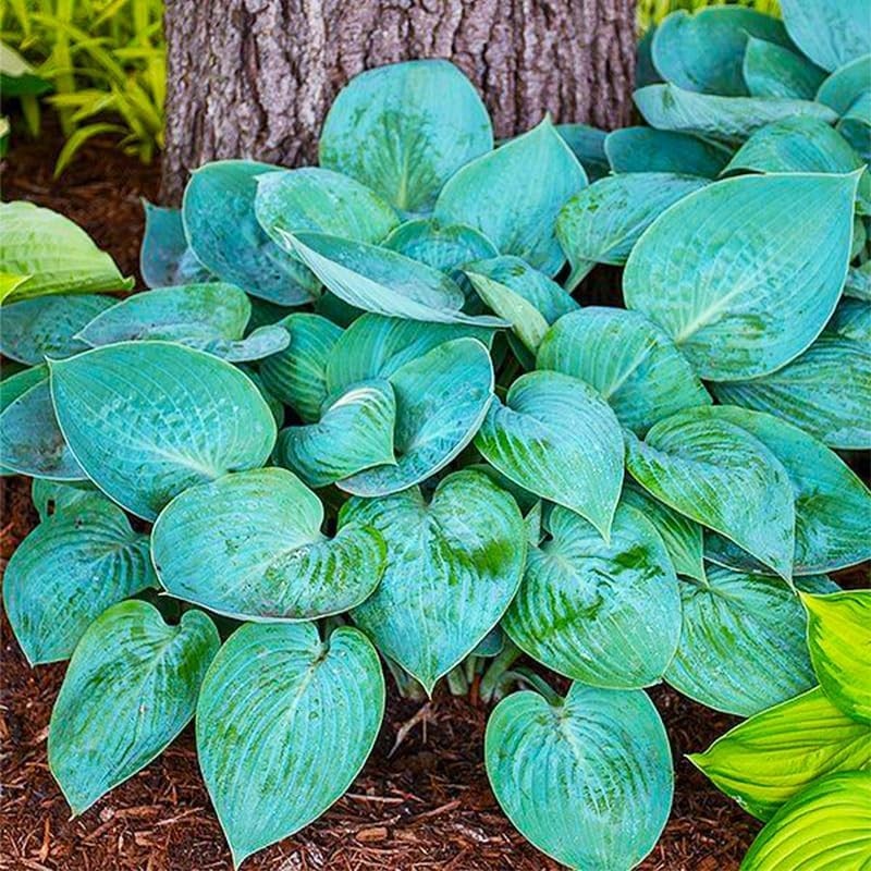 330 Hosta Seeds – Create Stunning Shade Gardens with Low Maintenance